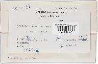 Hypomyces transformans image