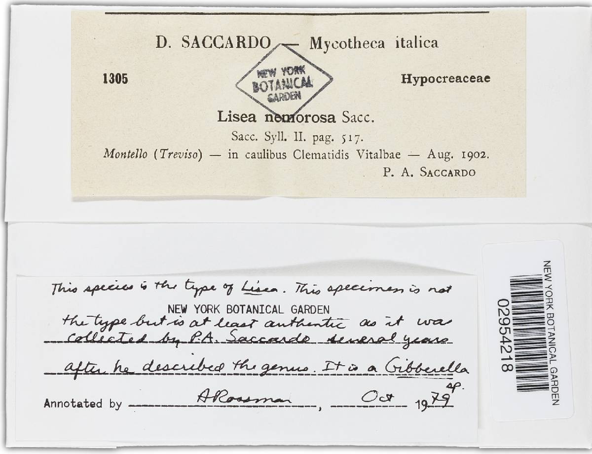 Lisea nemorosa image