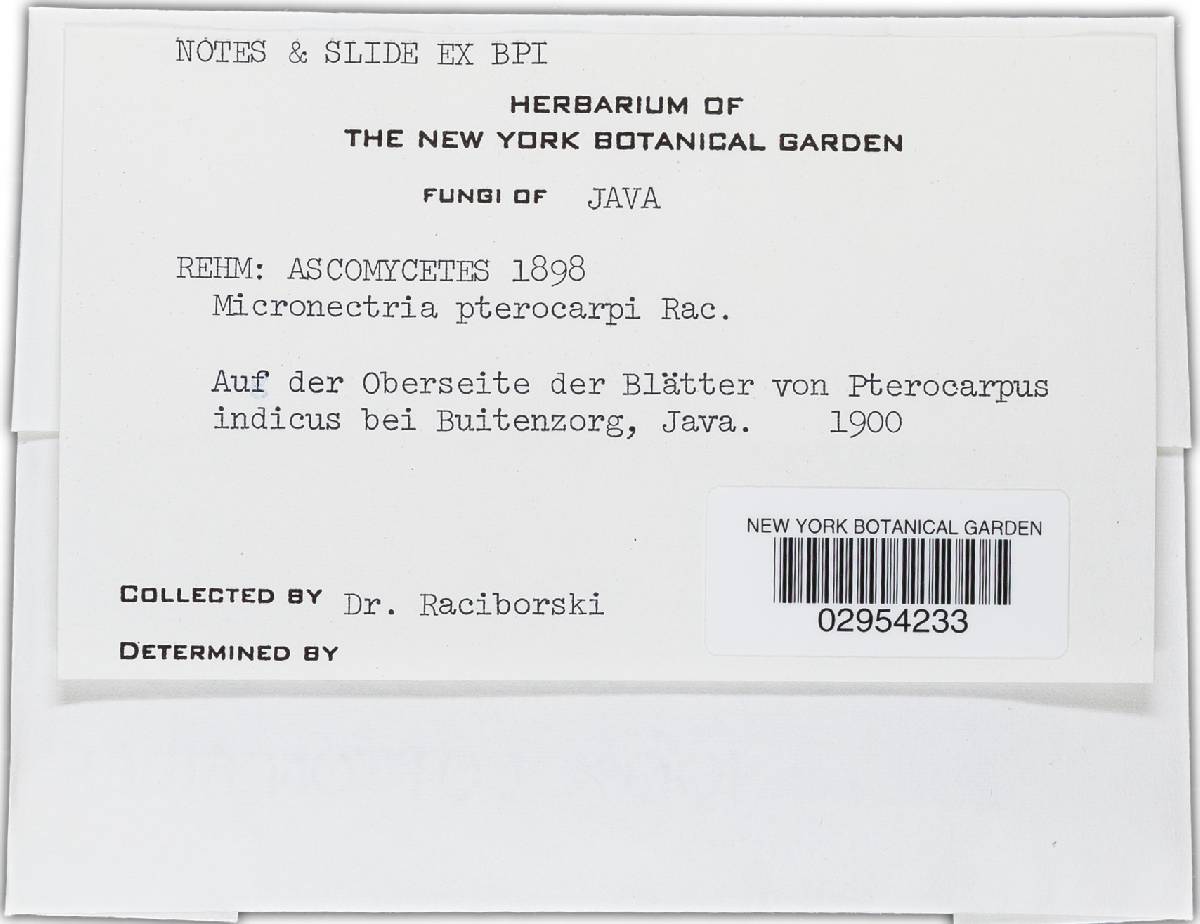 Micronectria pterocarpi image