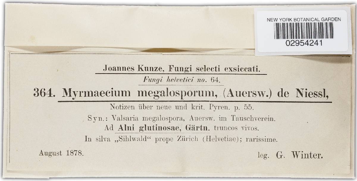 Massariovalsa megalospora image