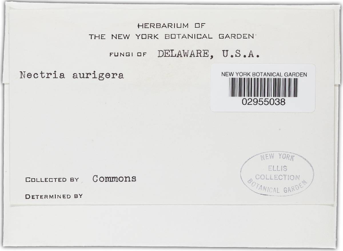 Calonectria aurigera image