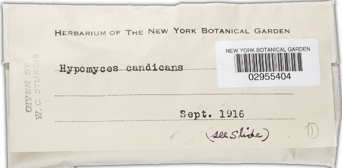 Nectria candicans image