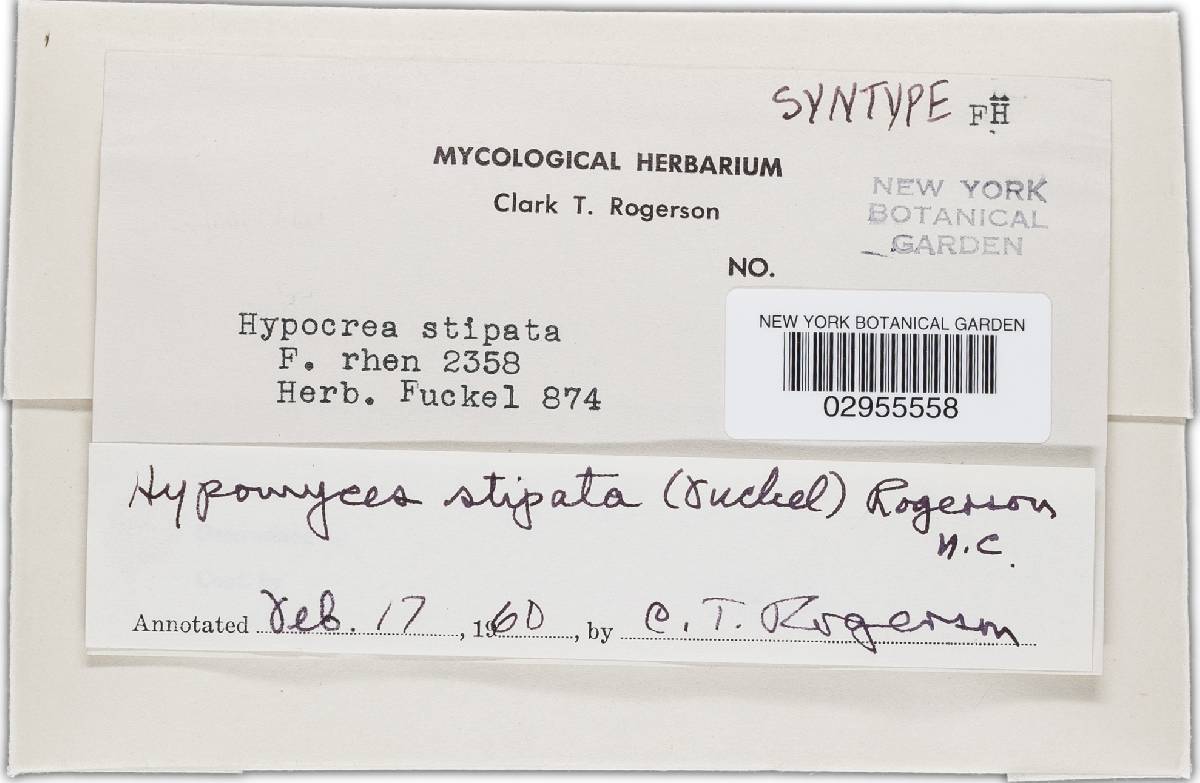 Sphaeria stipata image