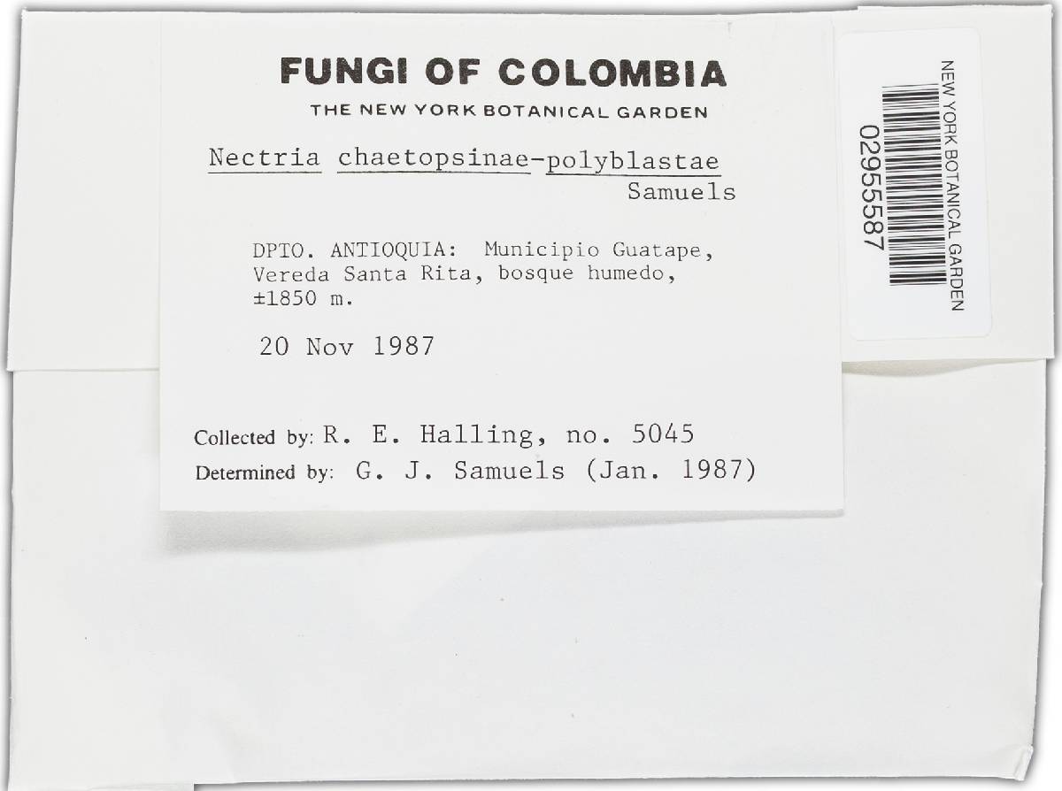Nectria chaetopsinae-polyblastiae image