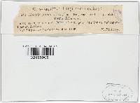 Nectria cinnabarina image