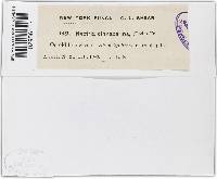 Nectria cinnabarina image