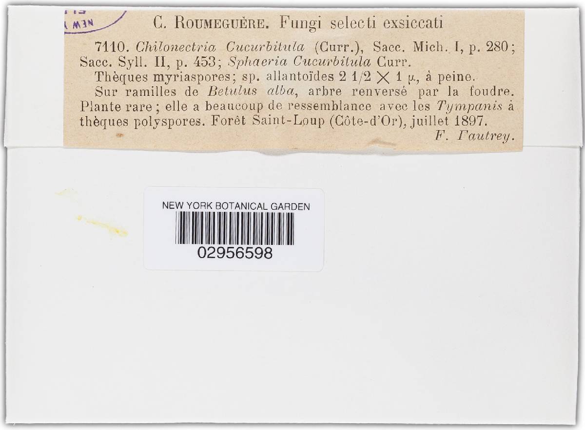 Neonectria fuckeliana image