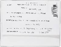 Nectria episphaeria image