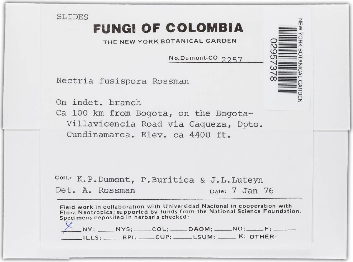 Nectria fusispora image
