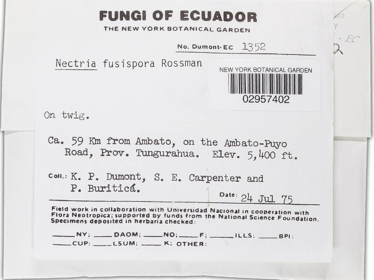 Nectria fusispora image