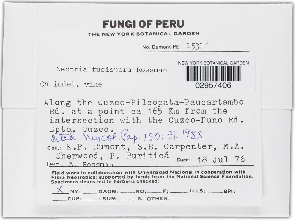 Nectria fusispora image