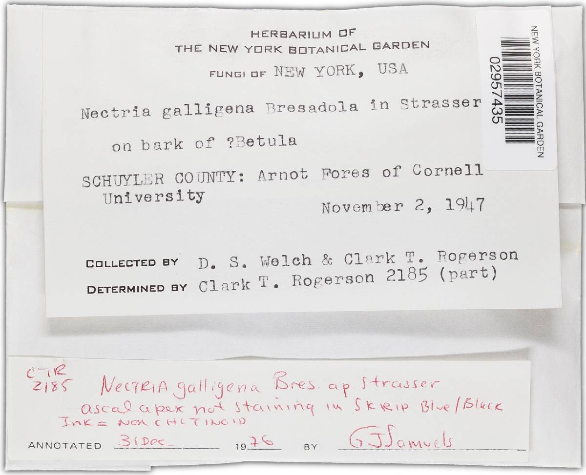 Neonectria galligena image