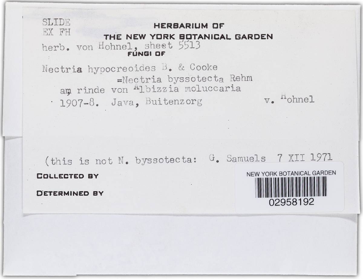 Nectria hypocreoides image