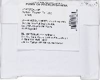 Haematonectria illudens image
