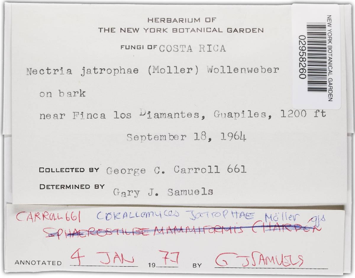 Nectria jatrophae image