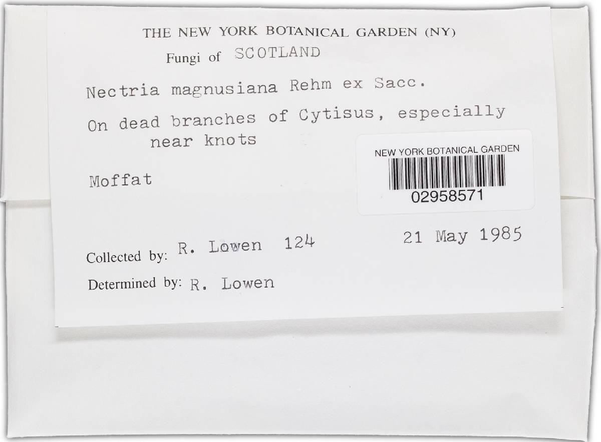 Nectria magnusiana image