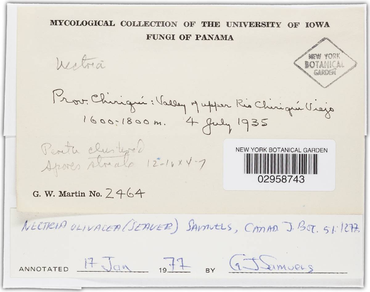 Nectria olivacea image