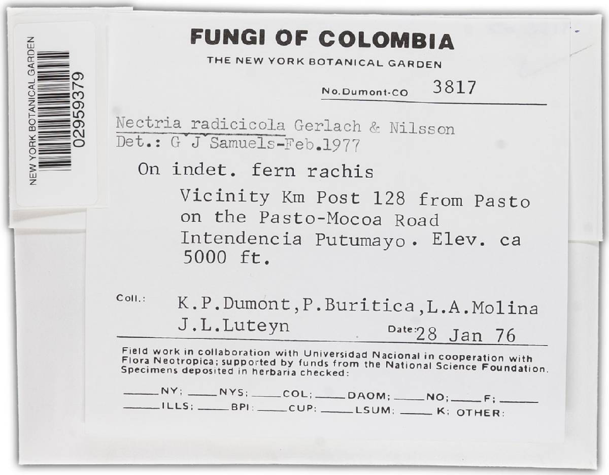 Ilyonectria radicicola image