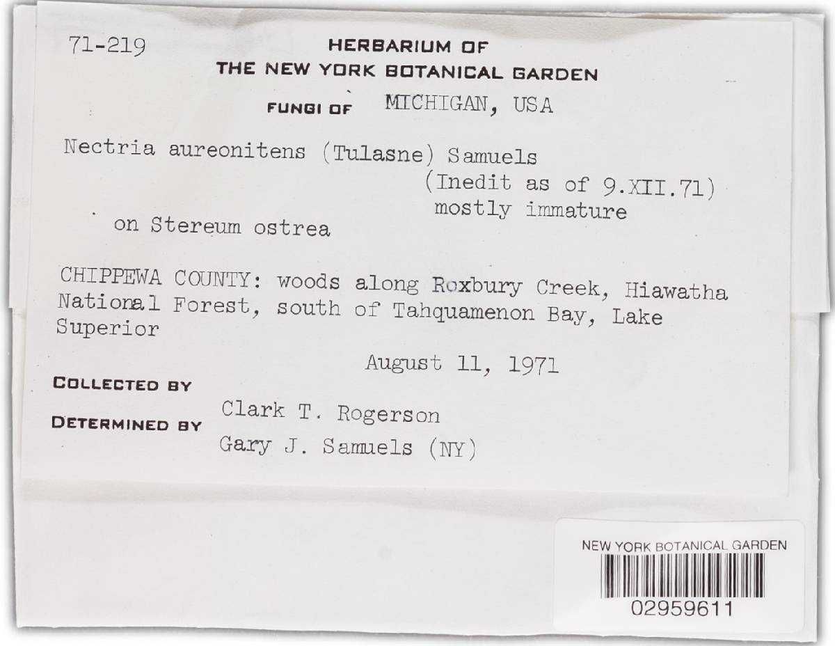 Nectriopsis aureonitens image