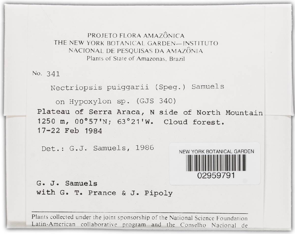 Nectriopsis puiggarii image