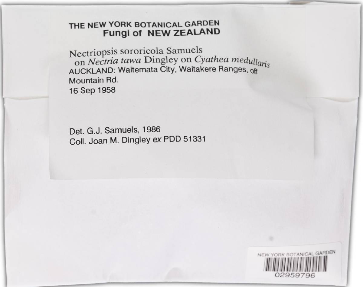 Nectriopsis sororicola image
