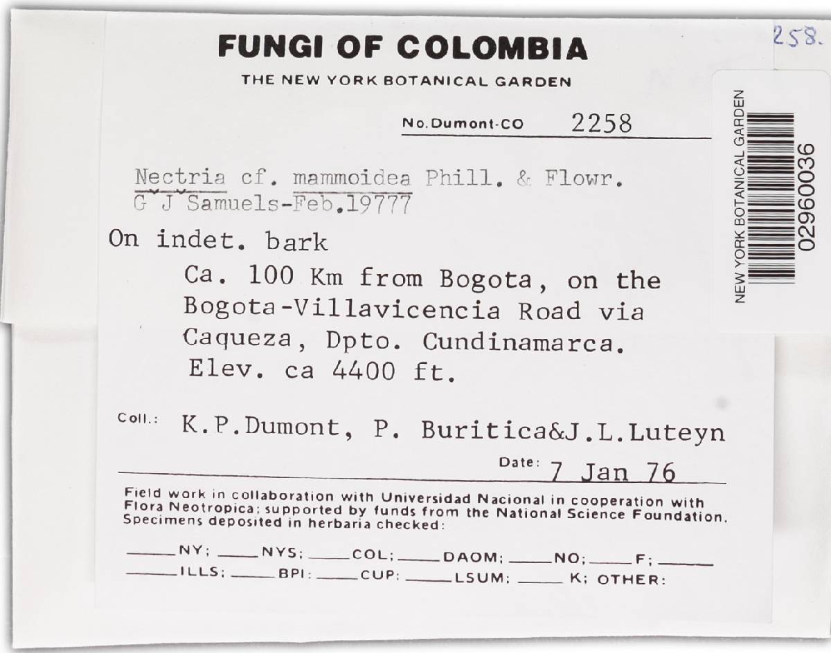 Neonectria discophora image