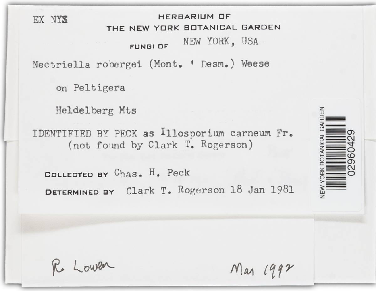 Pronectria robergei image
