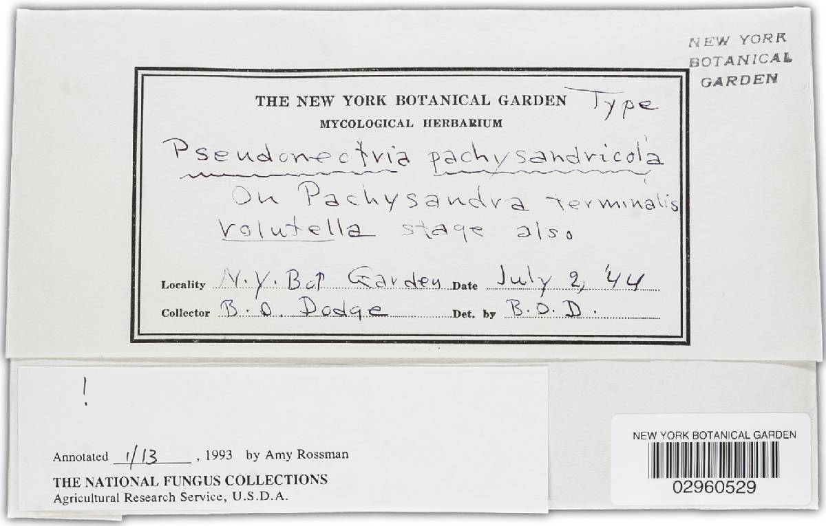 Pseudonectria pachysandricola image