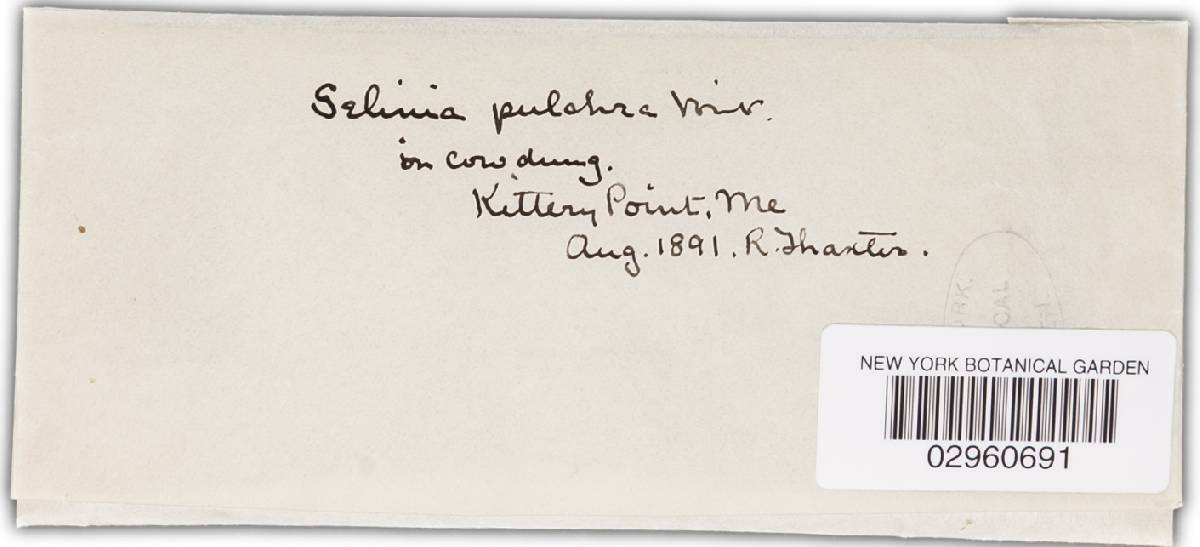 Selinia pulchra image