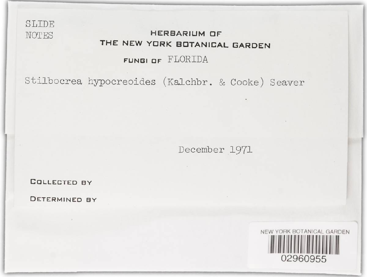Stilbocrea hypocreoides image