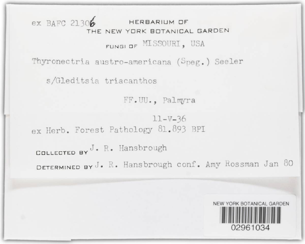 Thyronectria austroamericana image