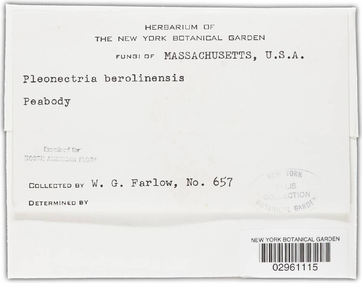 Thyronectria berolinensis image
