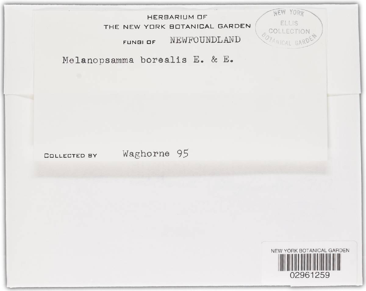 Melanopsamma borealis image
