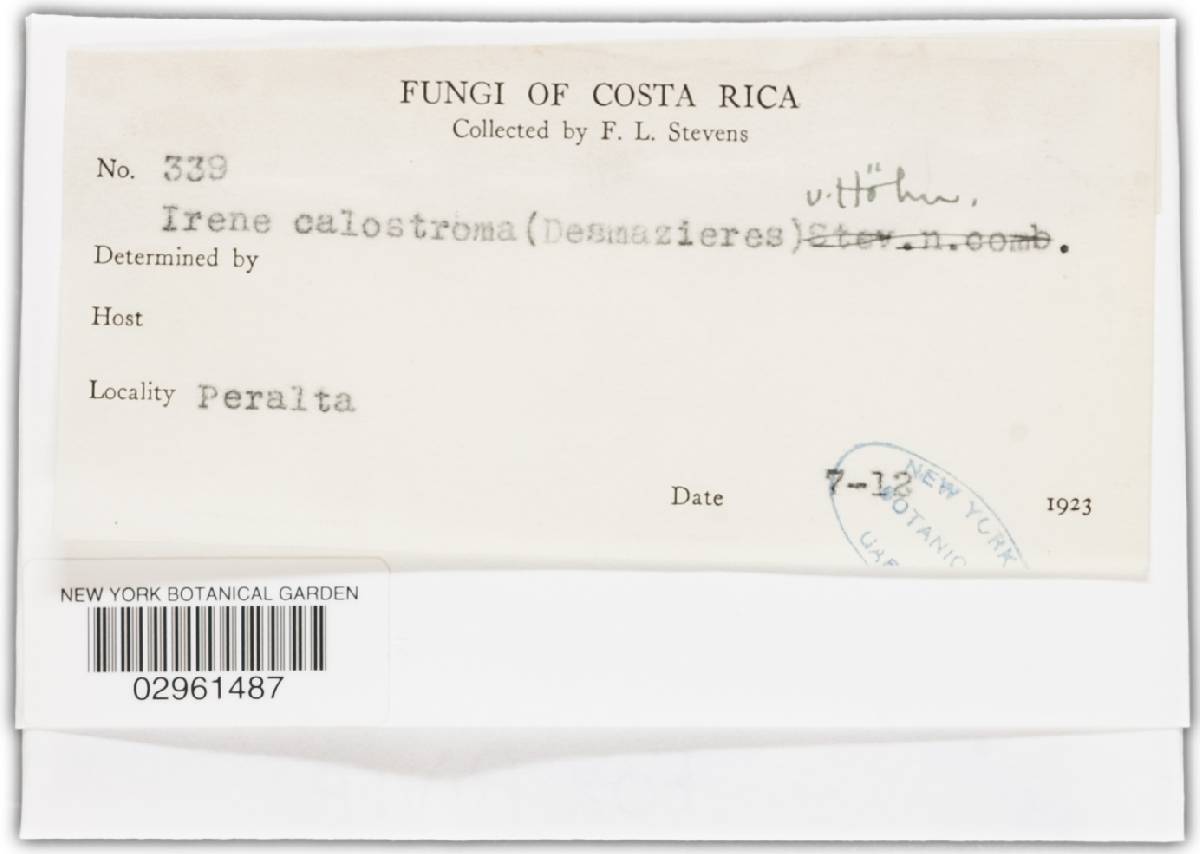 Appendiculella calostroma image
