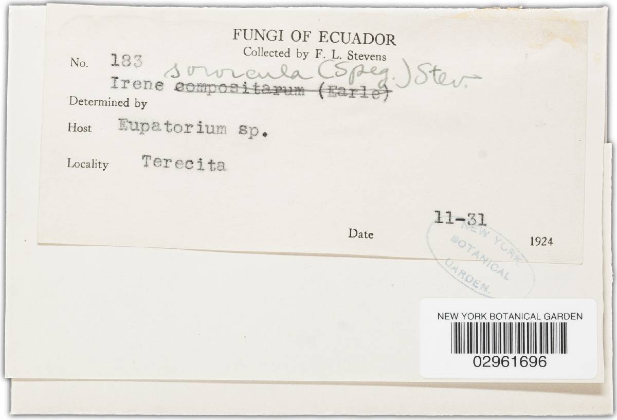Irene sororcula image