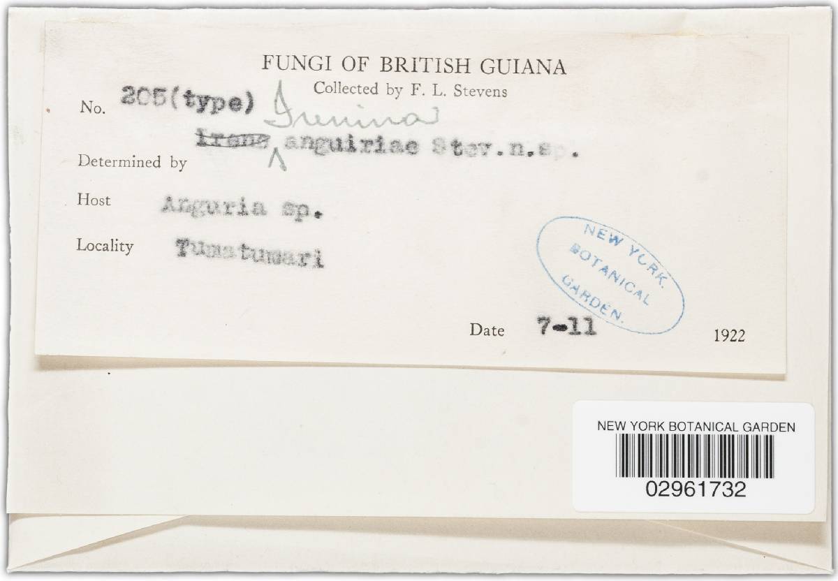 Irenina anguriae image