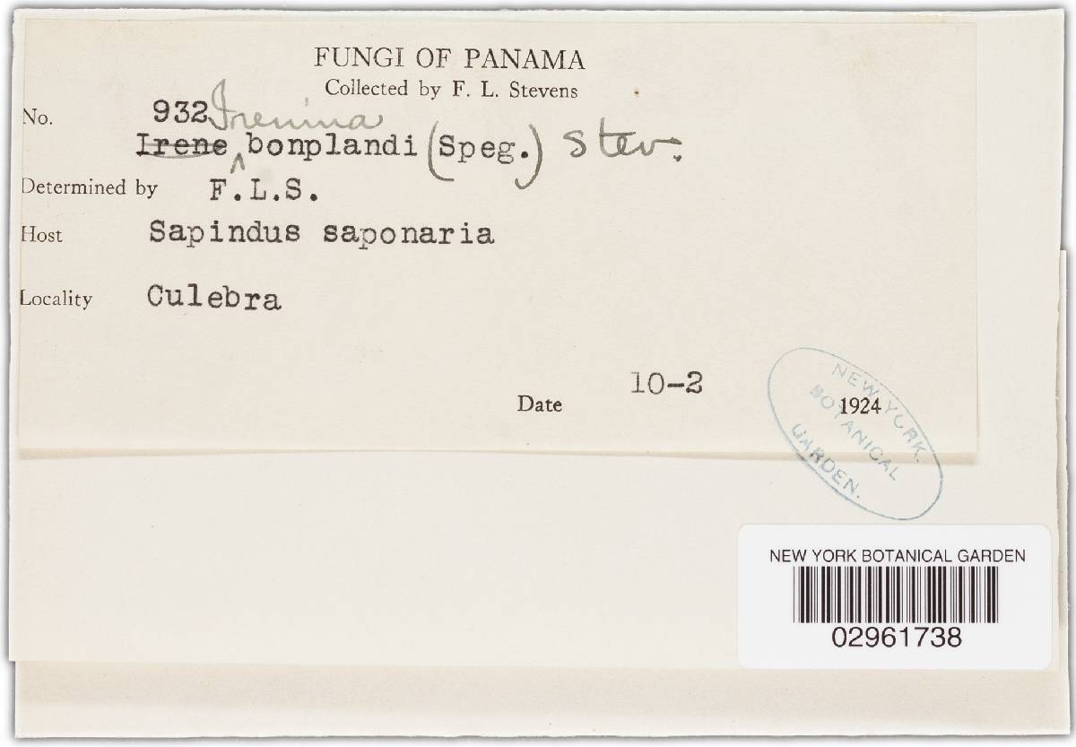 Irenina bonplandii image