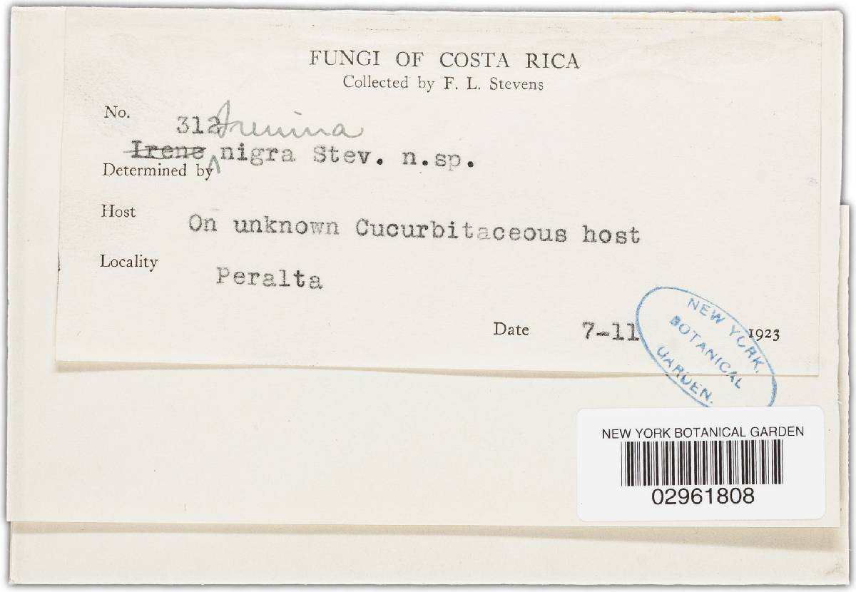 Irenina nigra image