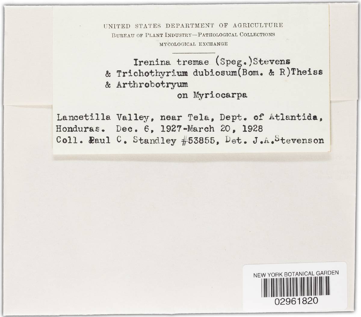 Irenina tremae image