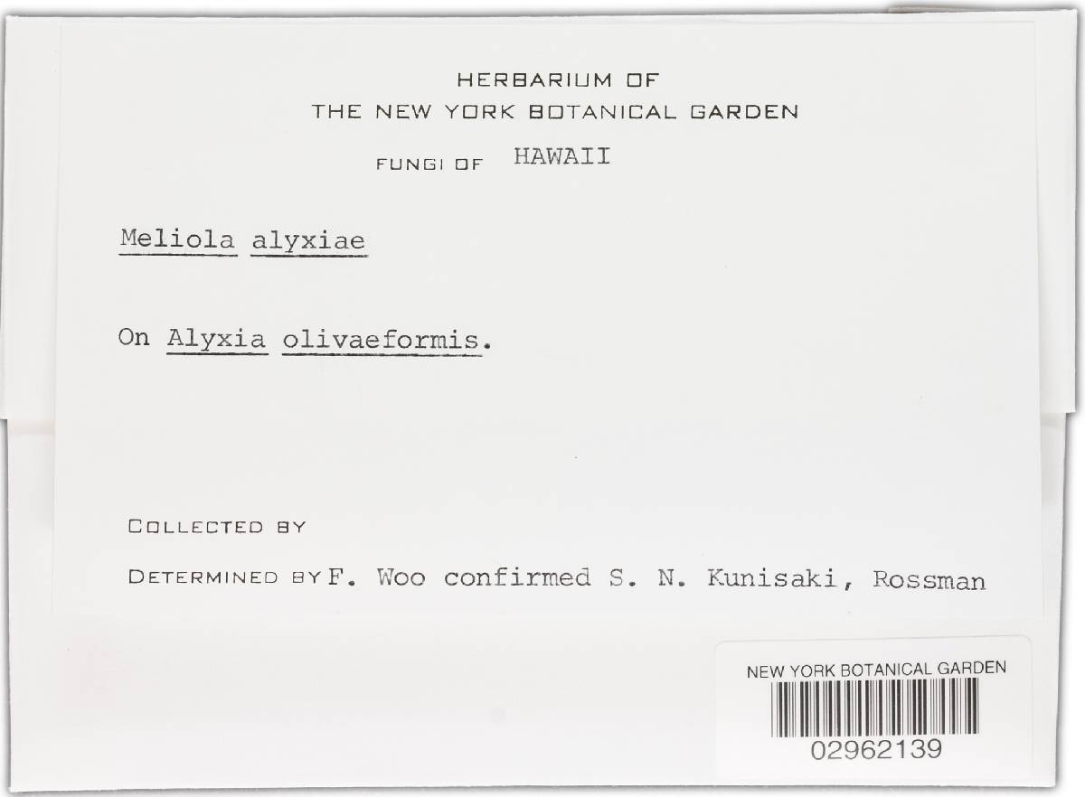 Meliola alyxiae image