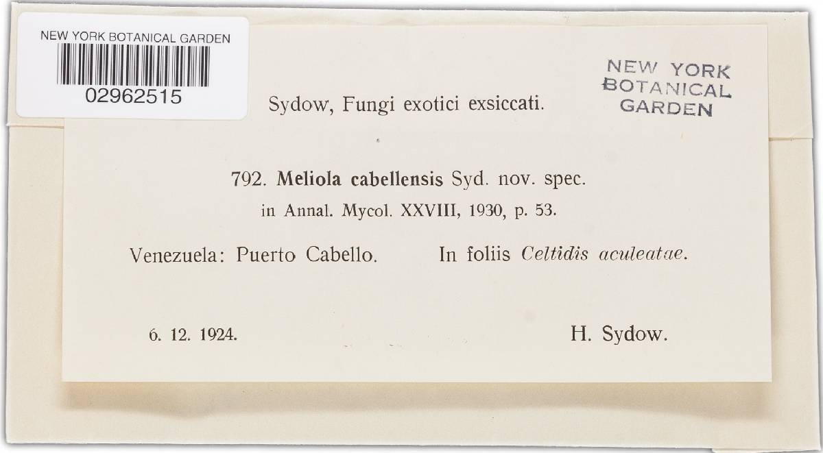 Meliola cabellensis image