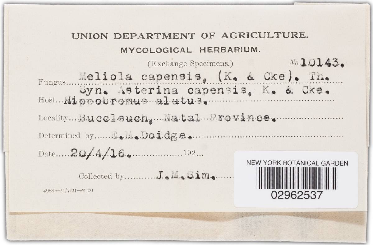 Meliola capensis image