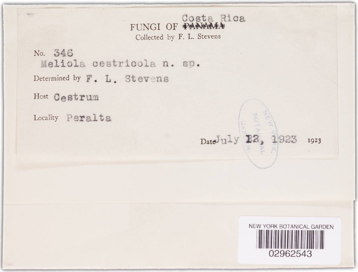 Meliola cestricola image