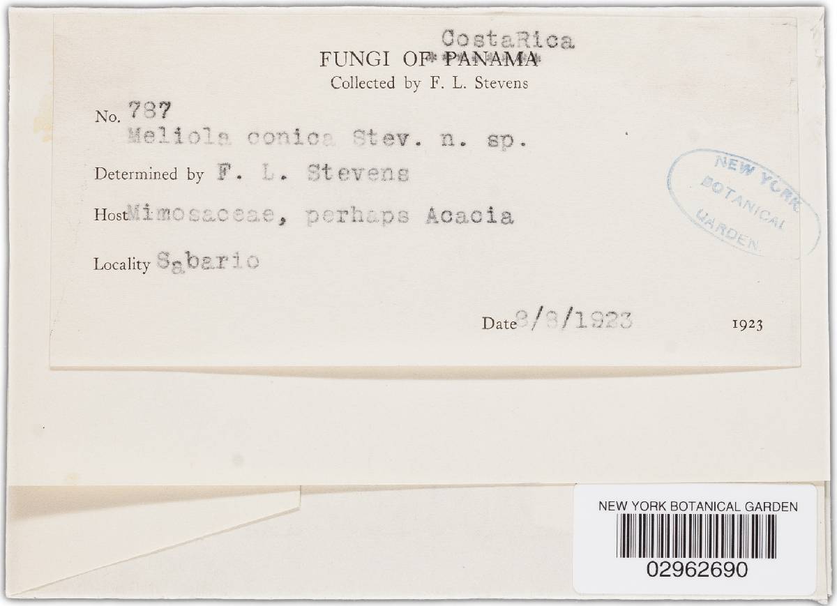 Meliola conica image