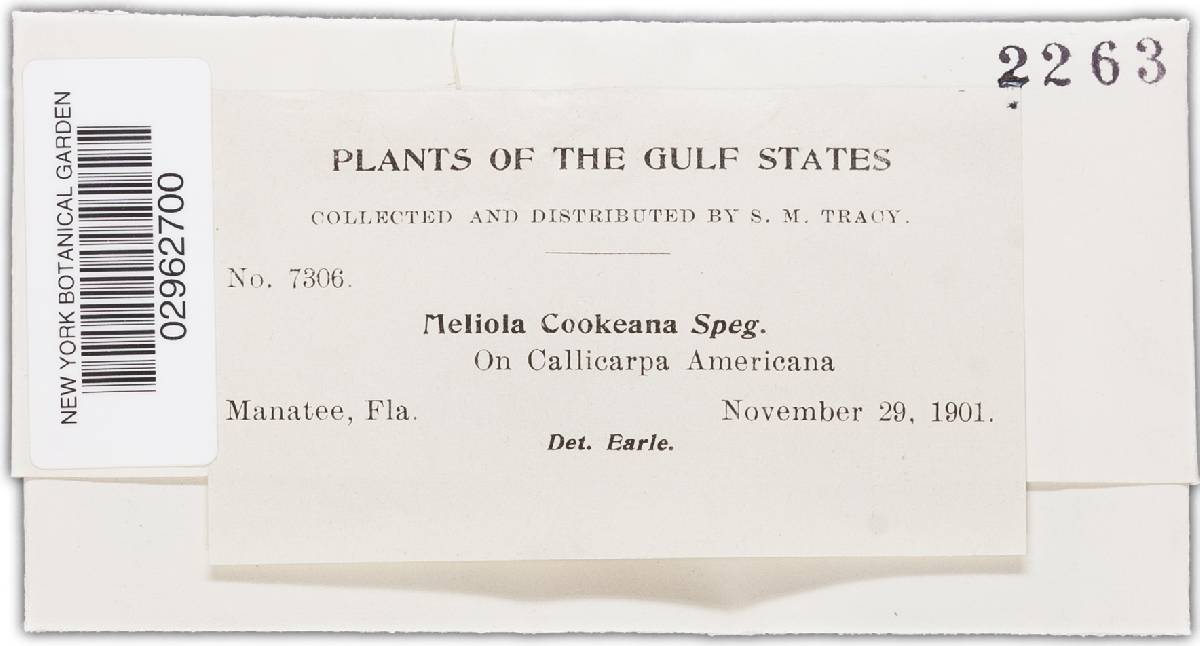 Meliola cookeana image