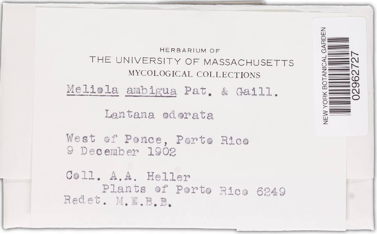 Meliola cookeana image