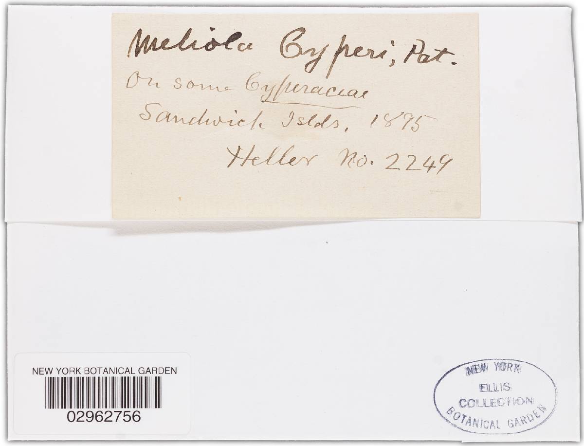 Meliola cyperi image