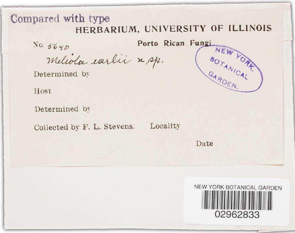 Meliola earlii image