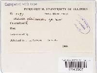 Fumiglobus glabroides image