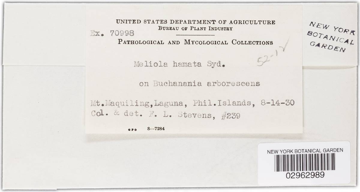 Meliola hamata image